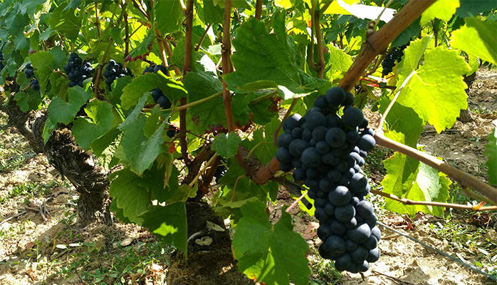 Registres et de déclarations contenant des inexactitudes : quelles conséquences pour les viticulteurs - Première Partie