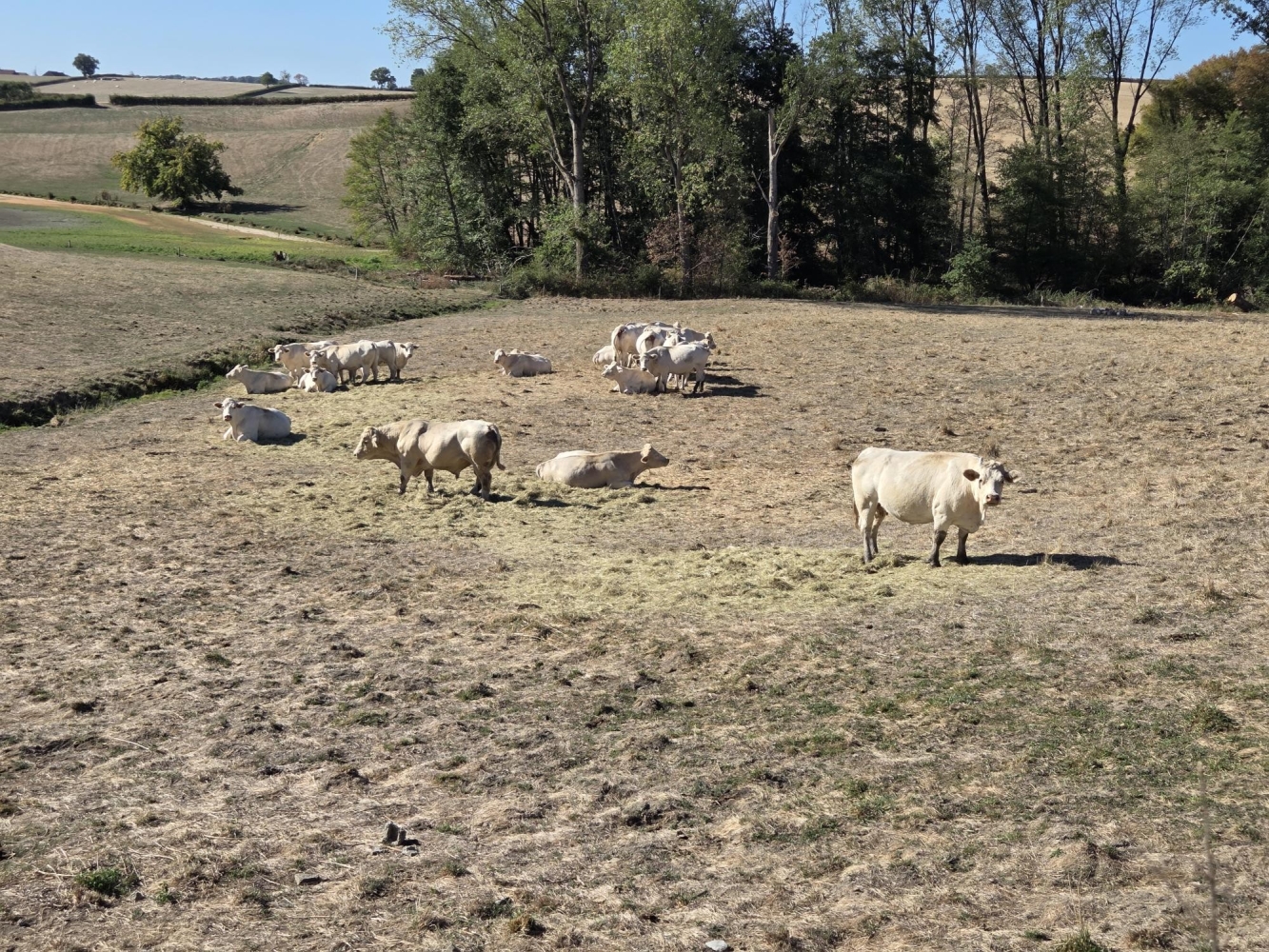 Assurance récolte et aléas climatiques : la Cour de Justice vole au secours de l’agriculteur dans l’impossibilité de s’assurer (CJUE, 21 mai 2026)