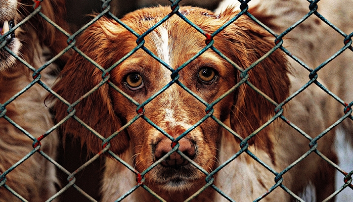 Cas de rage chez un chiot importé illégalement du Maroc : rappel des risques vis-à-vis de la rage lors d’introduction d’animaux de compagnie issus de pays infectés