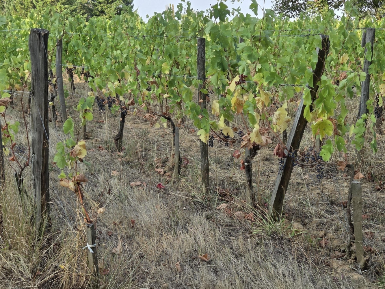 Vignes endommagées par des sangliers – indemnisation des dégâts de gibier