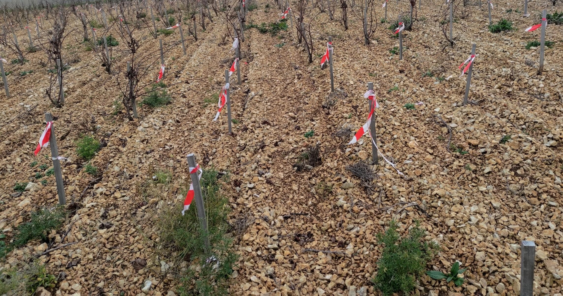 L'OFFICE FRANCAIS DE LA BIODIVERSITE ET LA FILIERE VITIVINICOLE